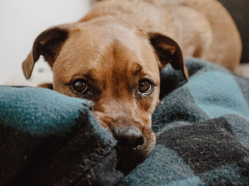 A photo of a brown colored puppy snuggling with a blue and black colored blanket