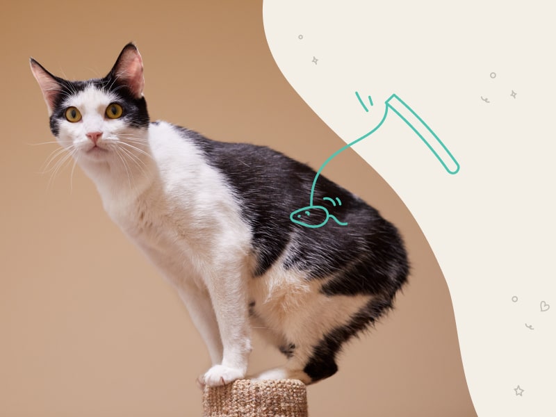 A photo of a black and white Manx cat who is standing on a perch