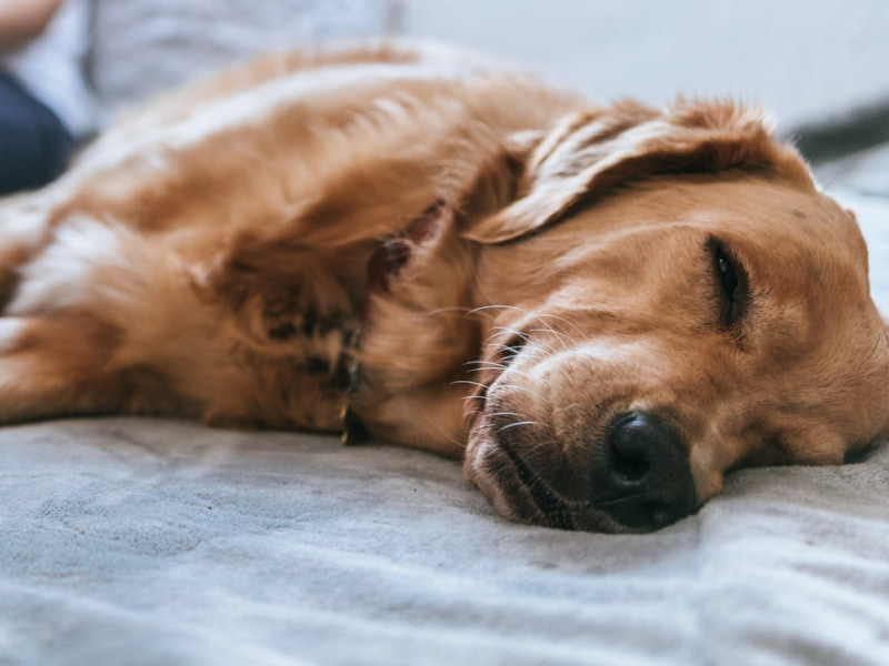 A golden retriever sleeps on a bed with a pet parent in the background included in The Dig article about incision care