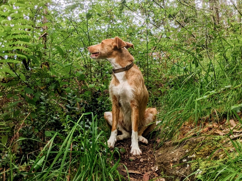 A photo of a brown dog who is sitting in a grassy area