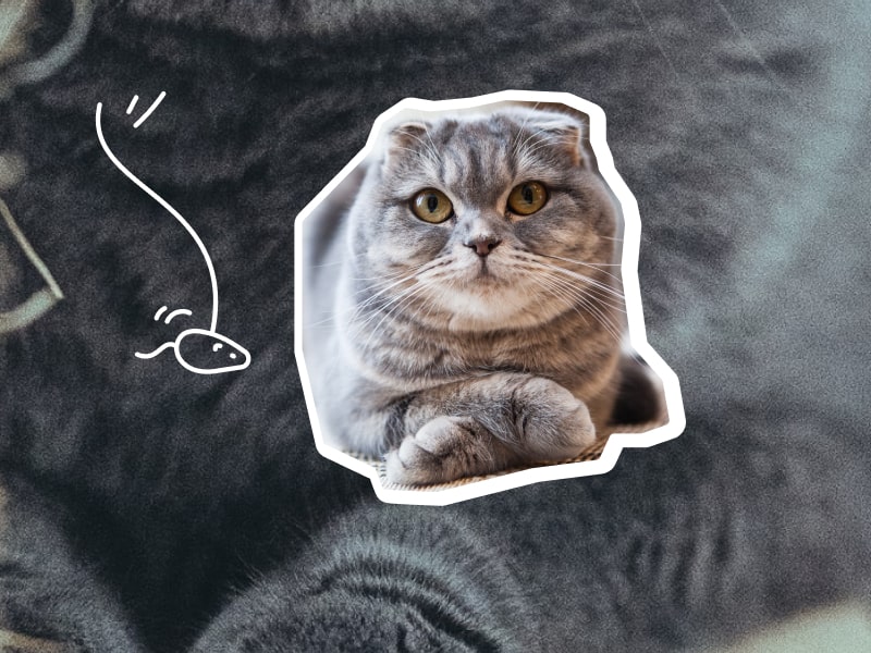 A photo collage of two gray colored cats