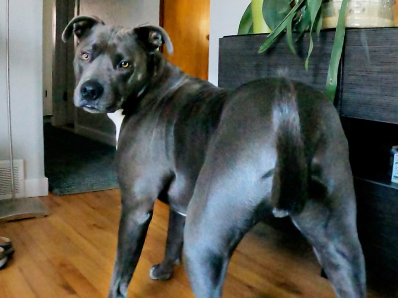 A photo of a gray Pit Bull with yellow eyes standing on hardwood floor