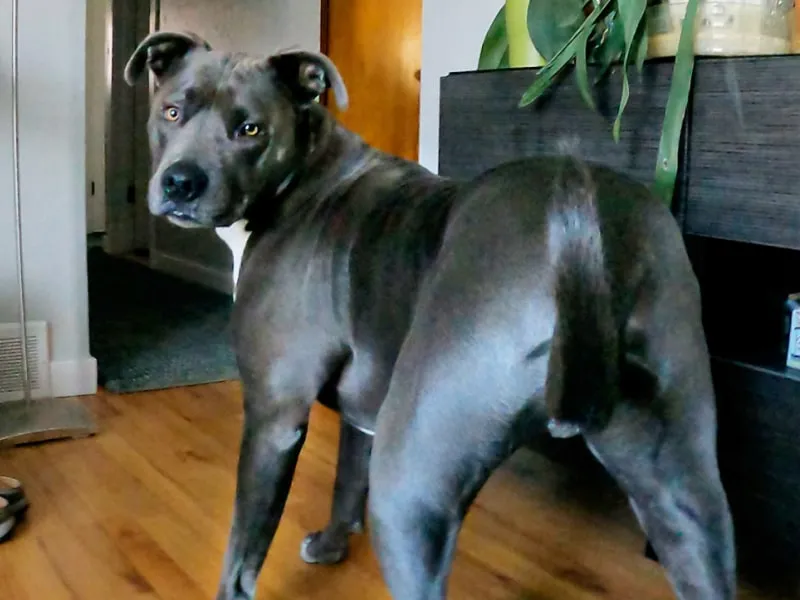 A photo of a gray Pit Bull with yellow eyes standing on hardwood floor