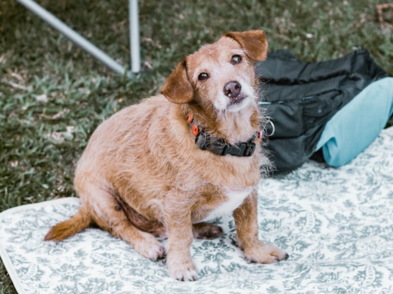 A mixed-breed dog sits on a blanket outside near a bowl of potato chips in The Dig’s article about pancreatitis in dogs
