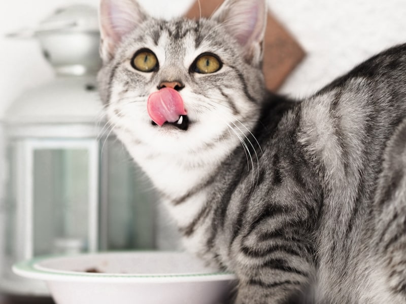 A photo of a gray and white colored cat with gold eyes licking their mouth in front of a white bowl