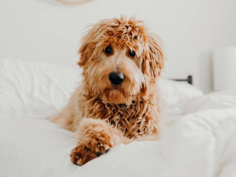 A goldendoodle lays on a white comforter on a bed in The Dig's article about safe ways to help your dog throw up