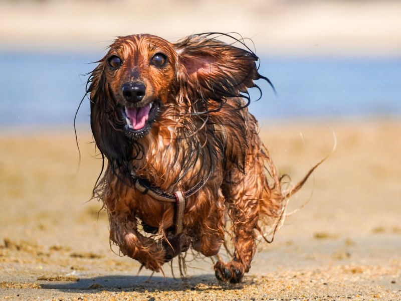 A brown longhaired dachshund with wet fur runs on the beach in The Dig's article about water in dogs' ears