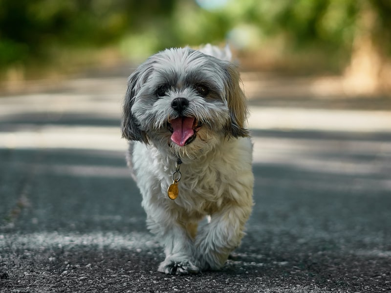 These indicators can help you better understand your pet's health.