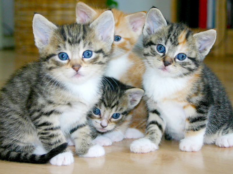 Four kittens with blue eyes on a wood floor