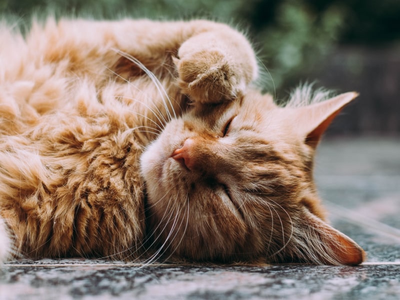 A photo of an orange cat laying on the ground and itching around their face