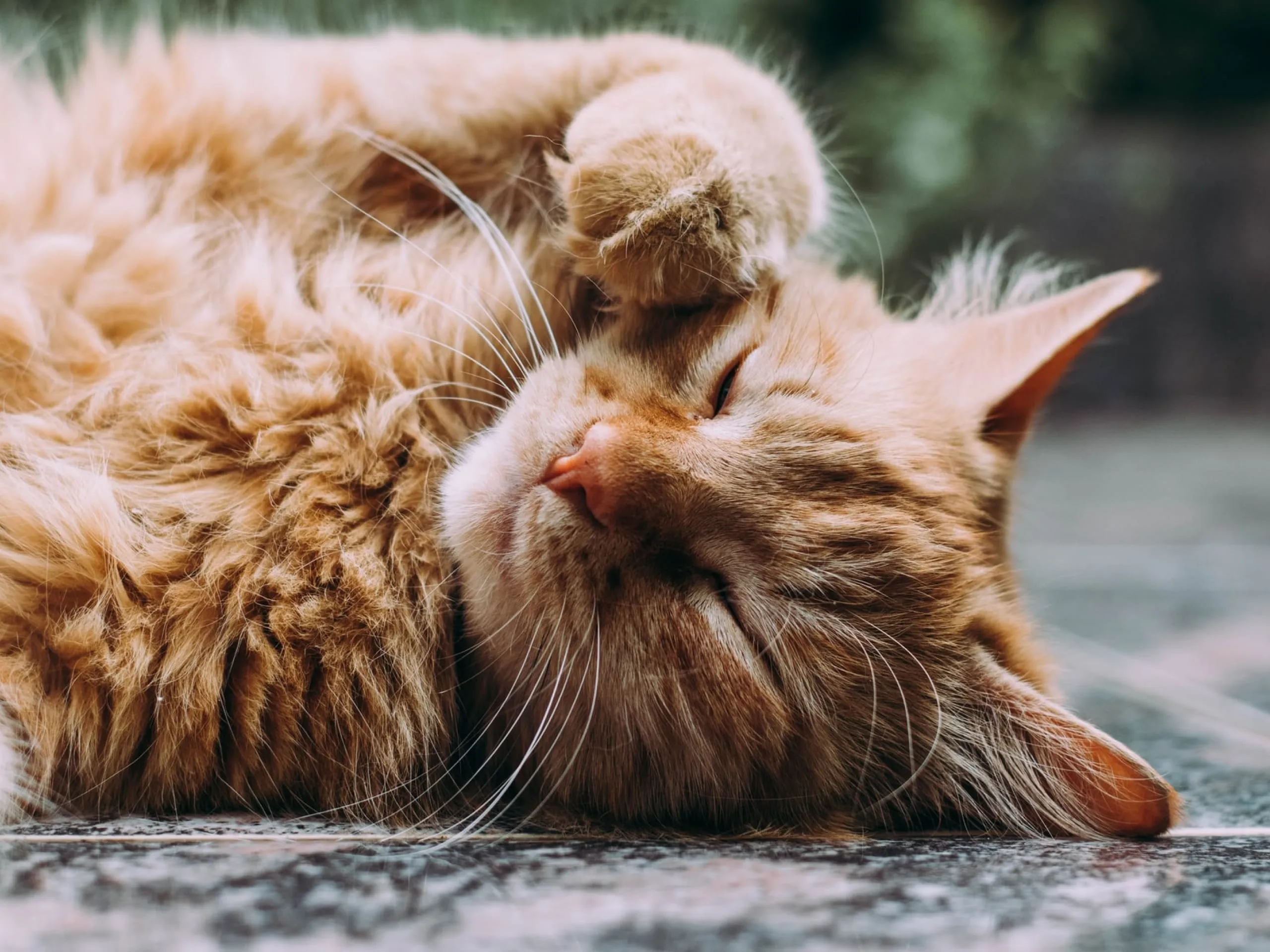 A photo of an orange cat laying on the ground and itching around their face