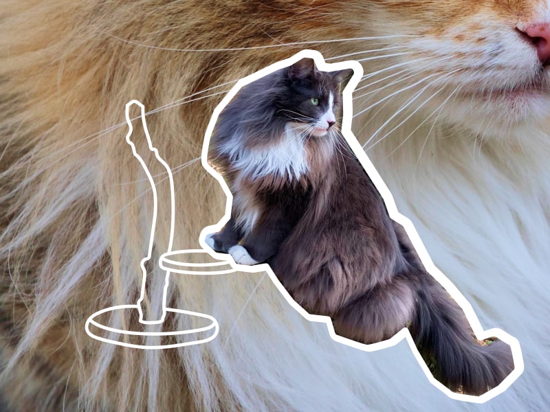 A collage of photos of two brown colored Norwegian Forest cats with an illustration of a cat toy