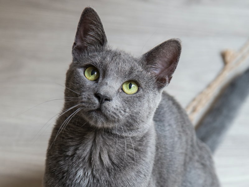 A photo of a gray colored cat with green eyes who is sitting on the floor