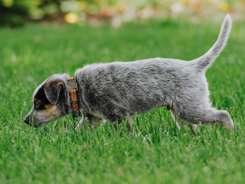 Gray and white short coat dog walking in the grass
