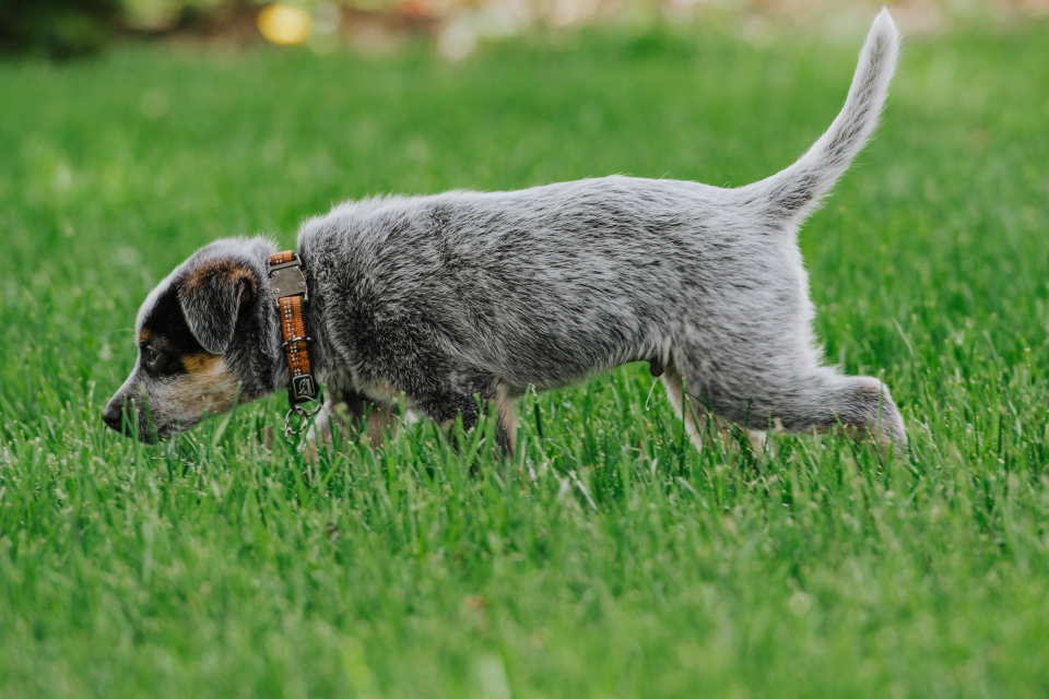 Gray and white short coat dog walking in the grass