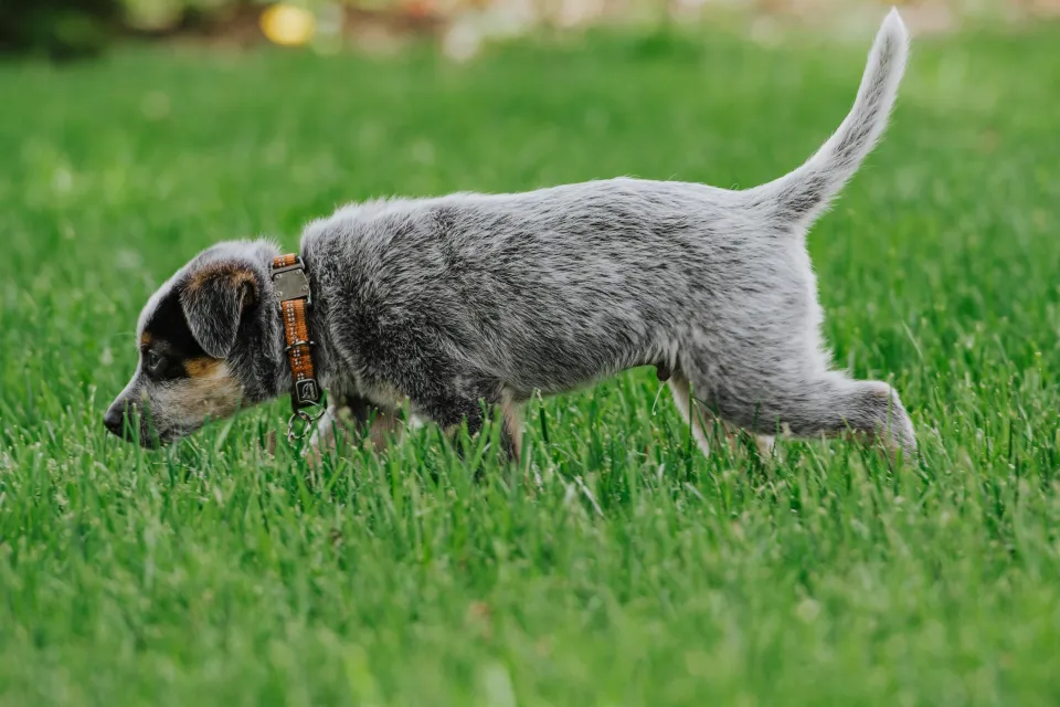 Gray and white short coat dog walking in the grass