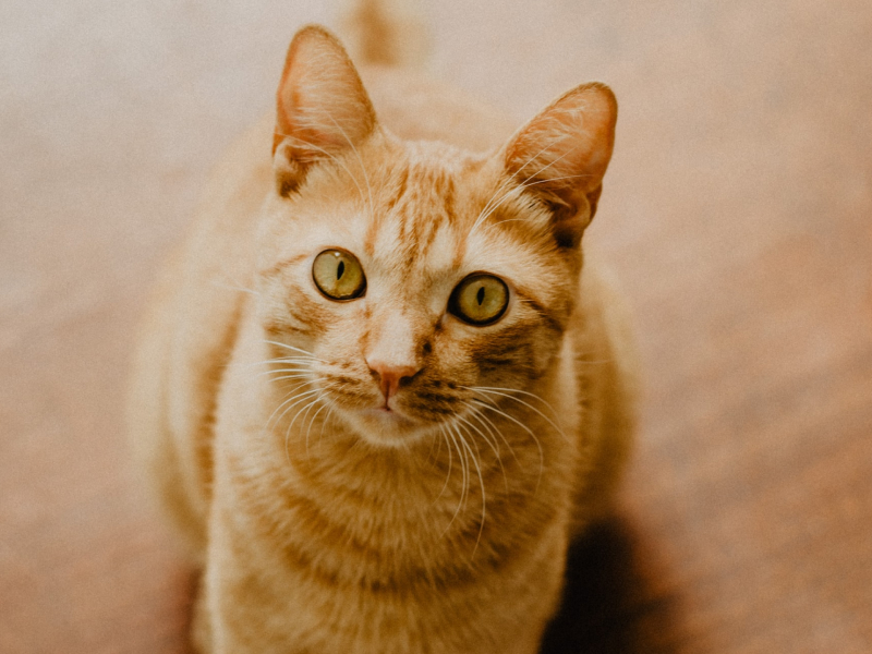 An orange cat stares into the camera while sitting on hardwood floors