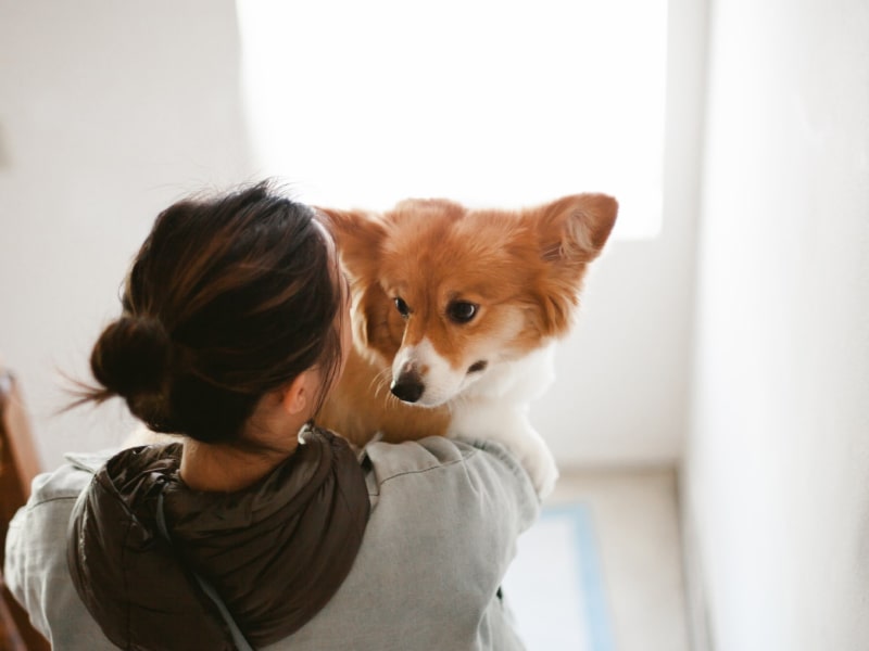 A pet parent holding a Corgi
