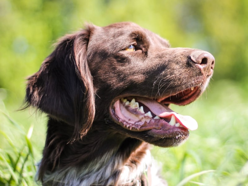 A photo of a brown dog who is sitting in a field of tall grass in the sun
