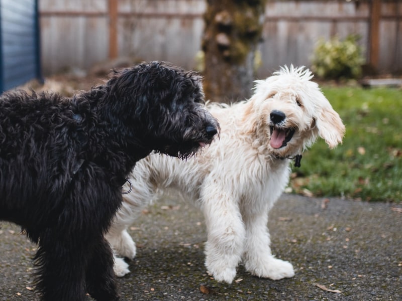A photo of a black dog and a white dog who are walking together