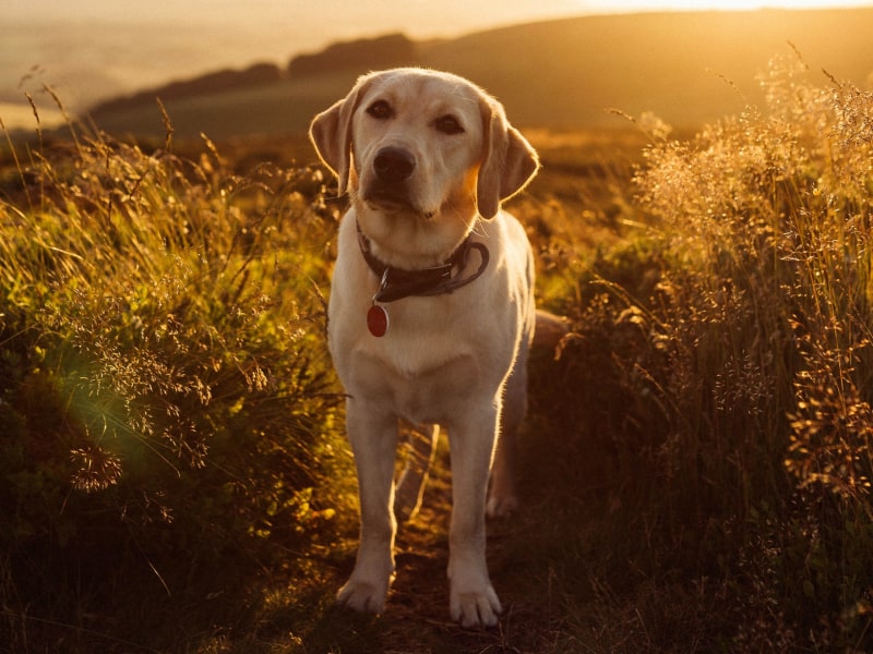 A photo of a fawn colored golden retriever who is standing outside on a path