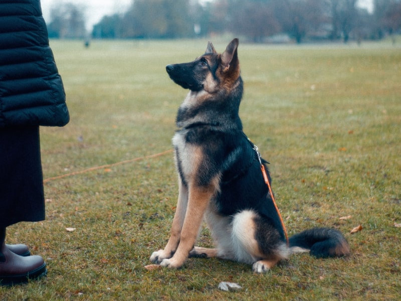 A photo of a brown and black colored German Shepherd who is sitting in a field looking up at a person