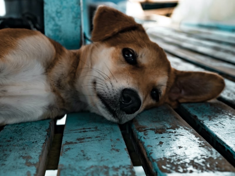 A photo of a brown and white dog who is laying on their side on blue painted floor