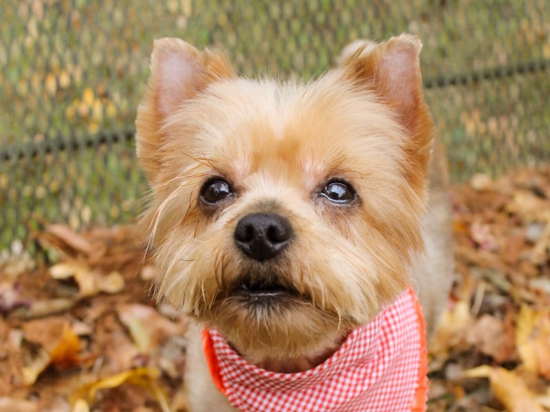Picture of a small brown dog looking at the camera