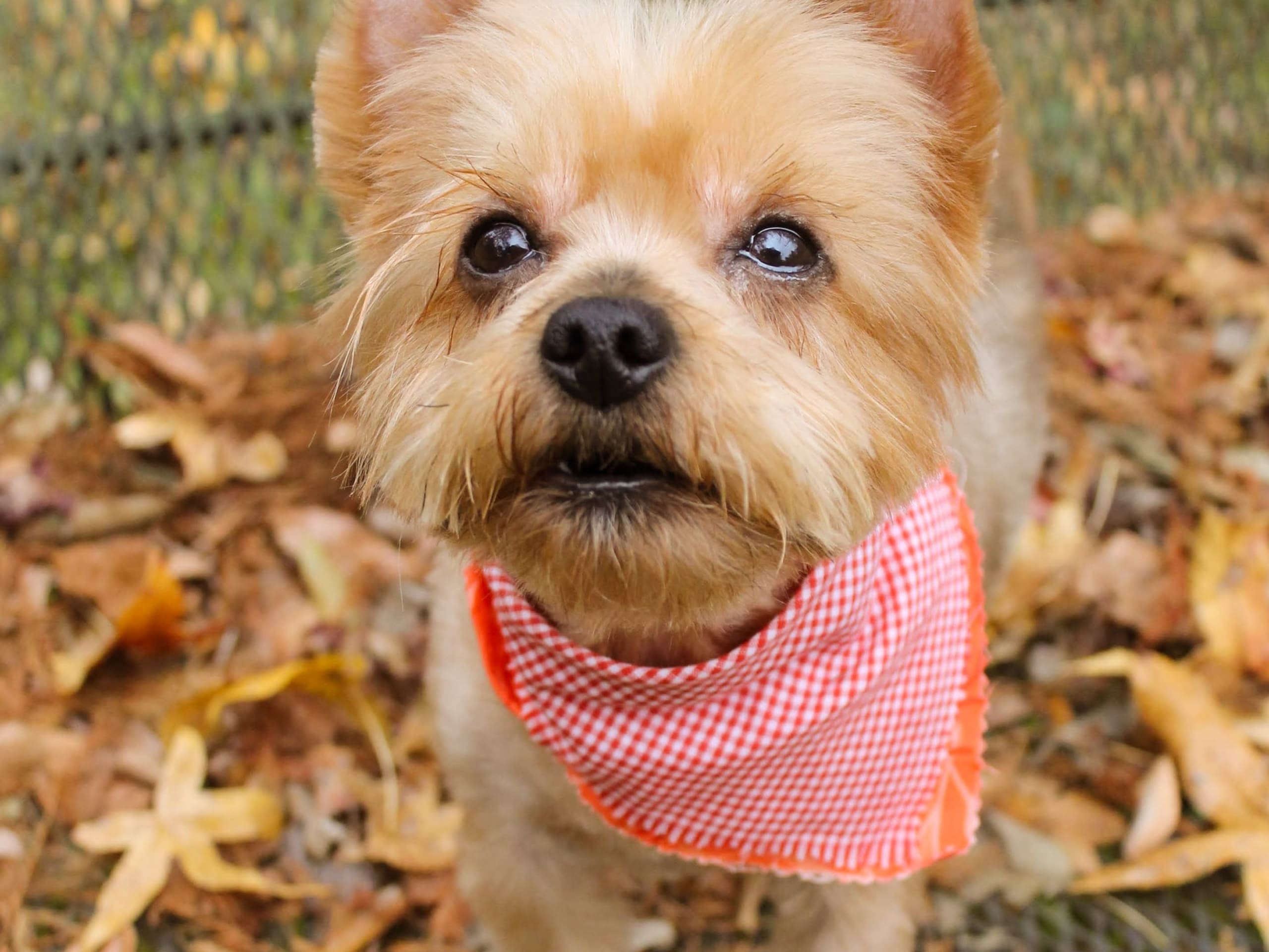 Picture of a small brown dog looking at the camera