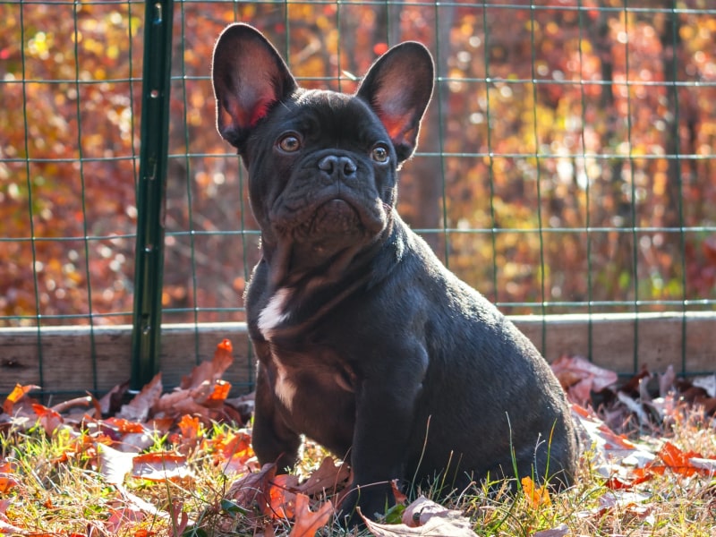 A photo of a gray French Bulldog that is sitting in a park with leaves surrounding them