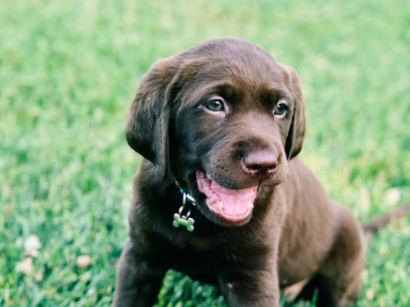 A photo of a brown colored Labrador Retriever puppy who is sitting in a field of grass