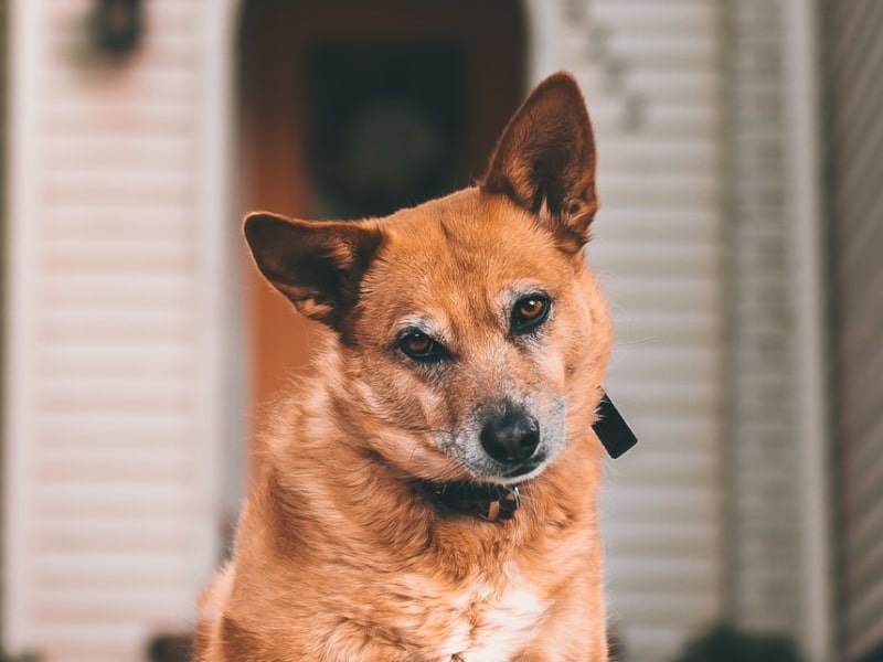 A photo of a brown dog who is sitting outside