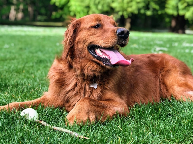 A photo of a brown colored dog who is panting in the grass