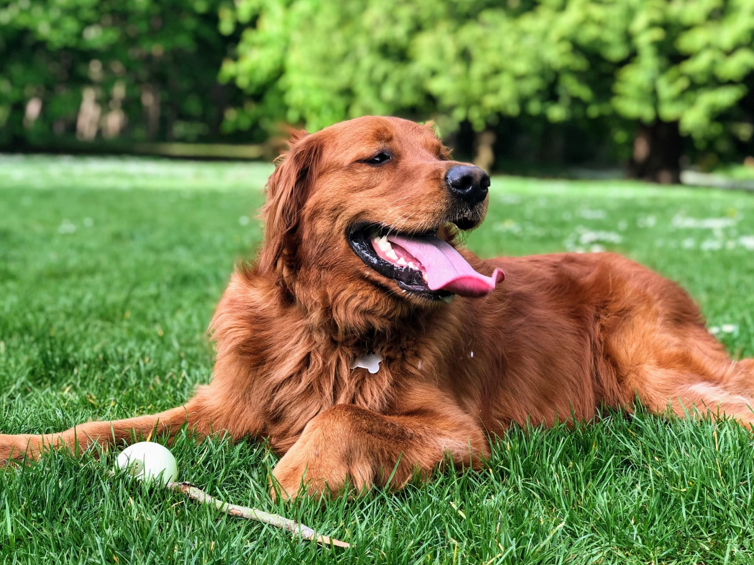 A photo of a brown colored dog who is panting in the grass