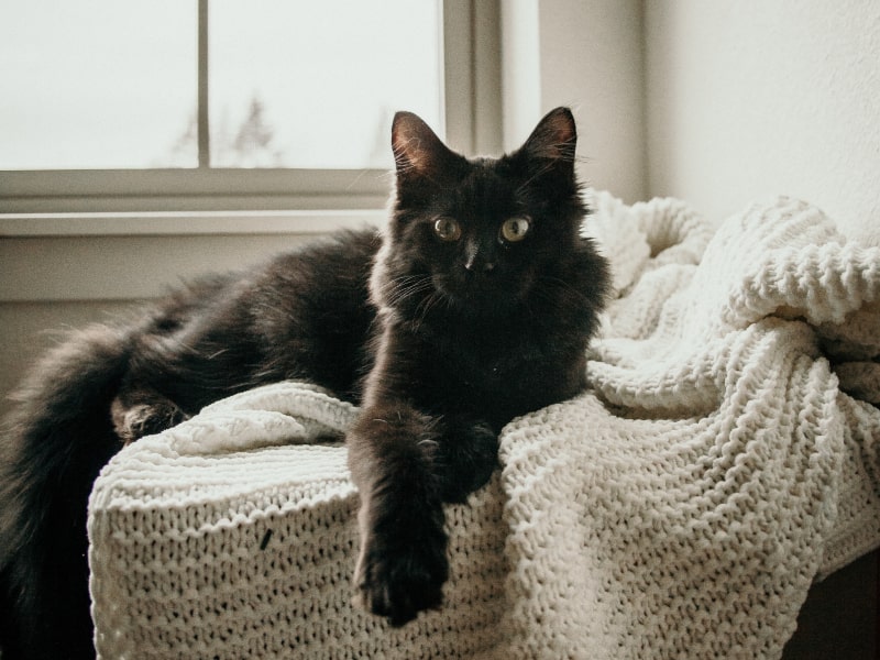A photo of a black cat who is sitting on a white blanket