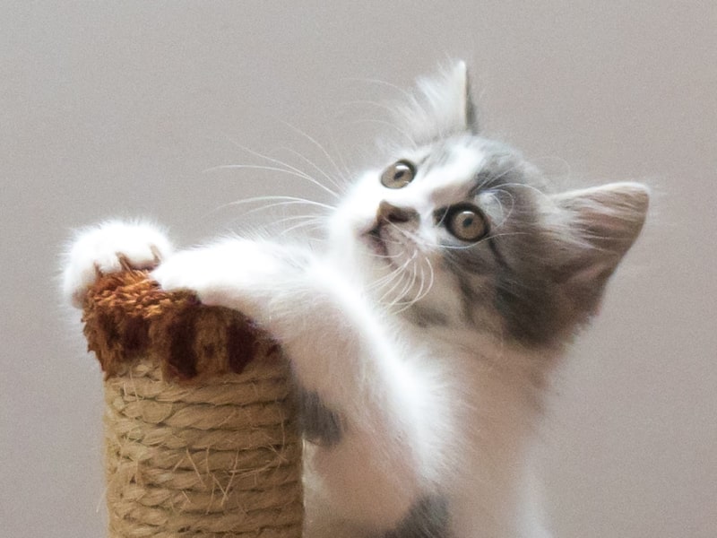 What is catnip