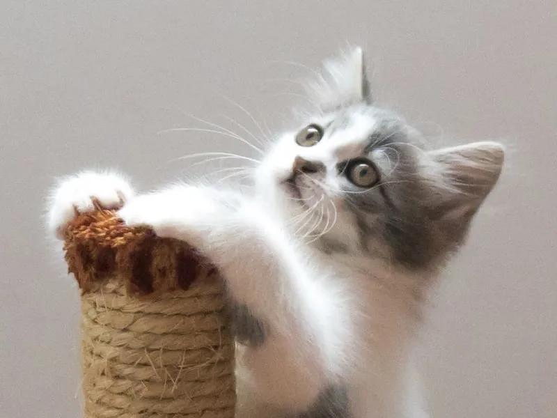 What is catnip