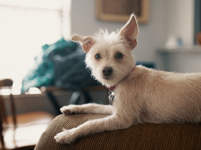 A photo of a white dog sitting on a leather chair