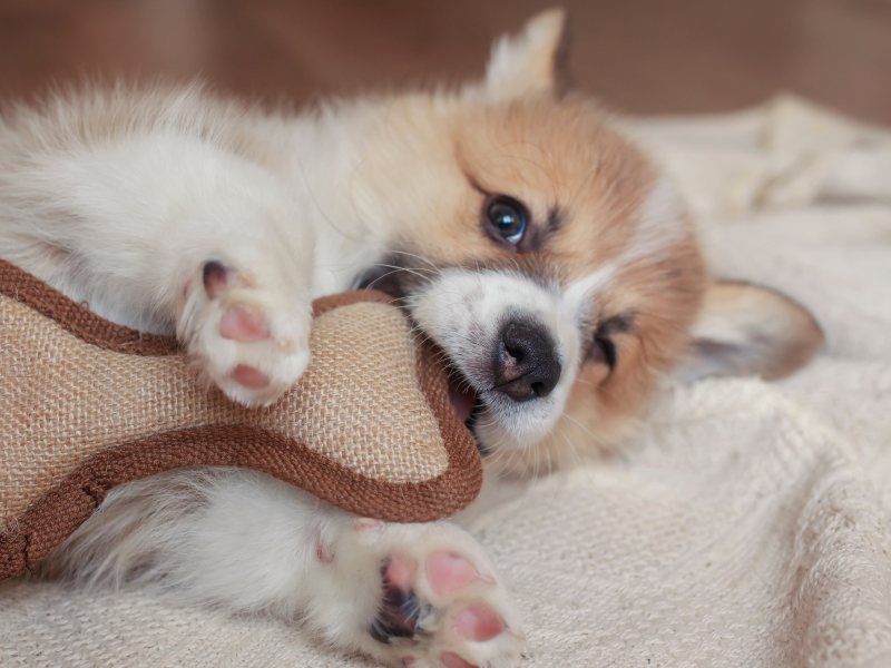 Brown-and-white puppy chewing on a stuffed bone