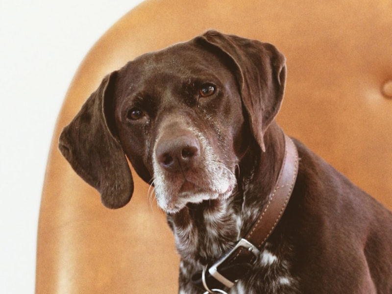 Expressive brown dog sitting on a leather chair included in The Dig article why do dogs scoot?
