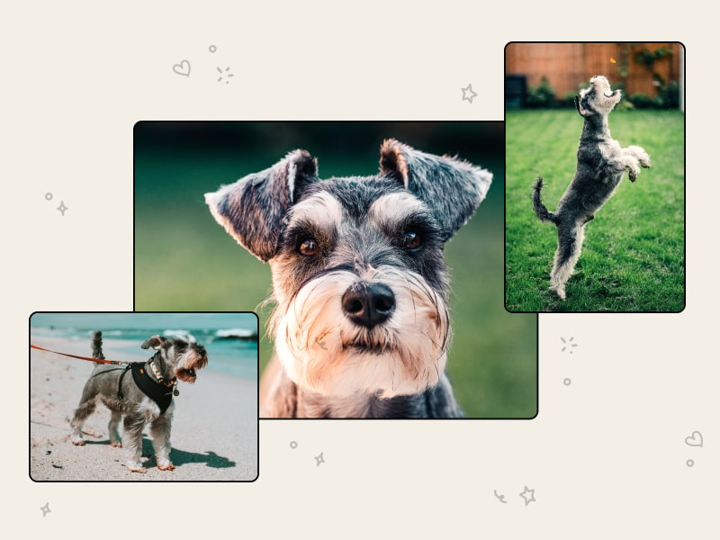 A photo collage of different schnauzers
