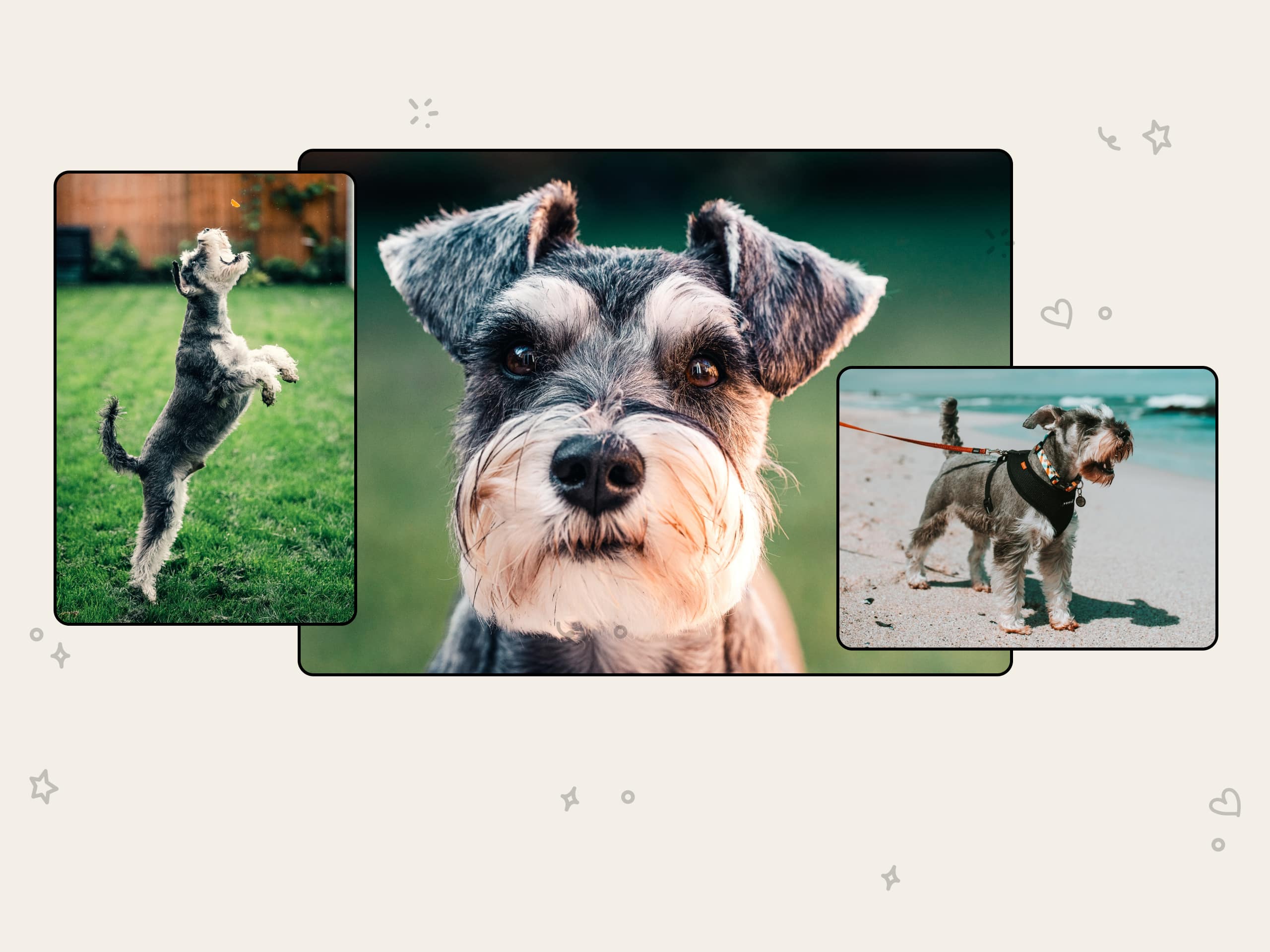 A photo collage of different schnauzers