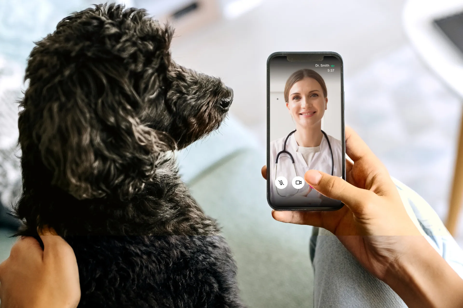 A black fluffy dog next to a phone showing a doctor on FaceTime