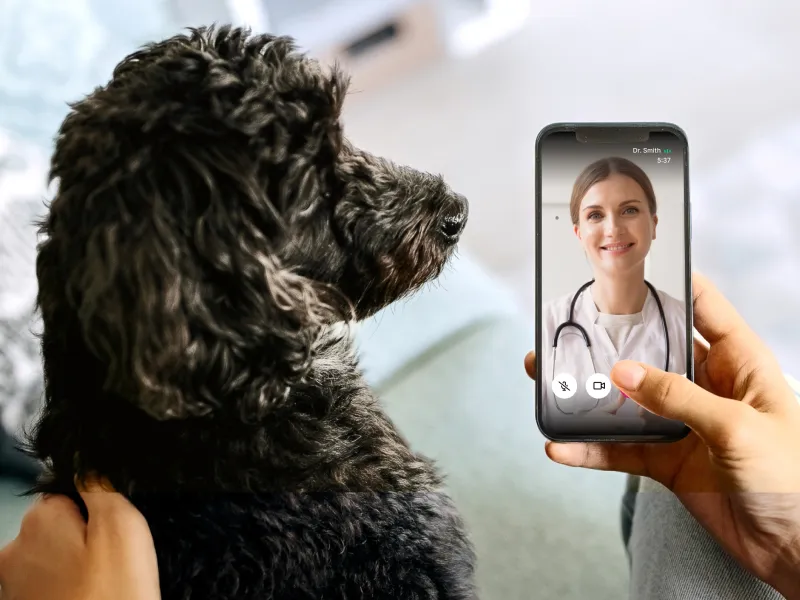 A black fluffy dog next to a phone showing a doctor on FaceTime