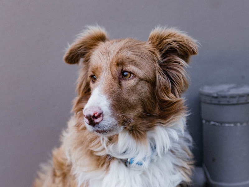 An orange and white dog looking concerned