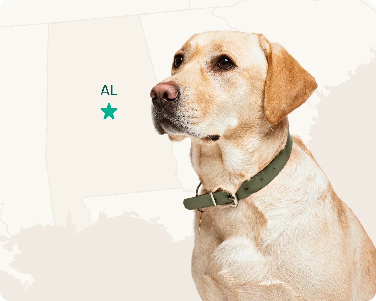 The Labrador Retriever is the most popular breed in Alabama.