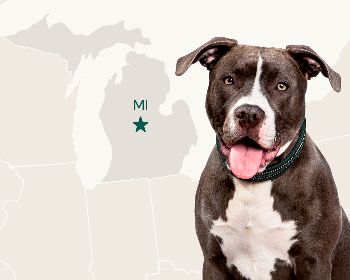 The American Pitbull terrier is the most popular breed in Michigan.