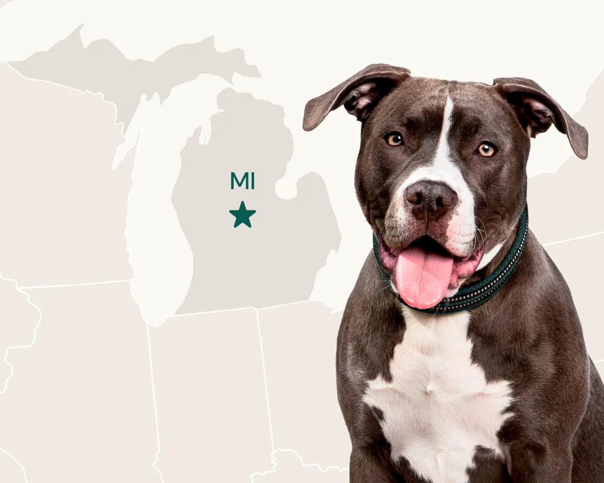 The American Pitbull terrier is the most popular breed in Michigan.