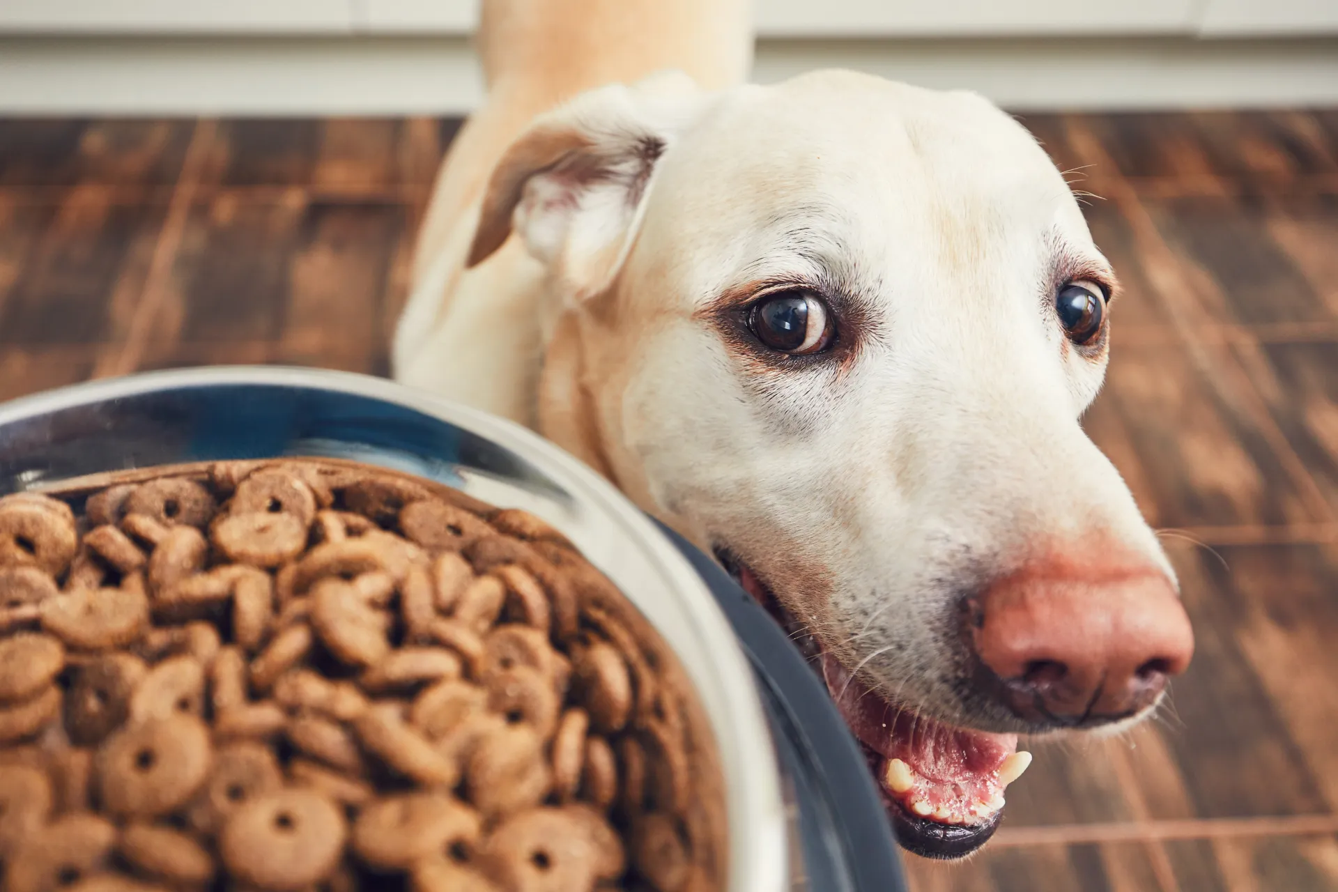 A smiling dog waiting patiently next to a bowl of food.