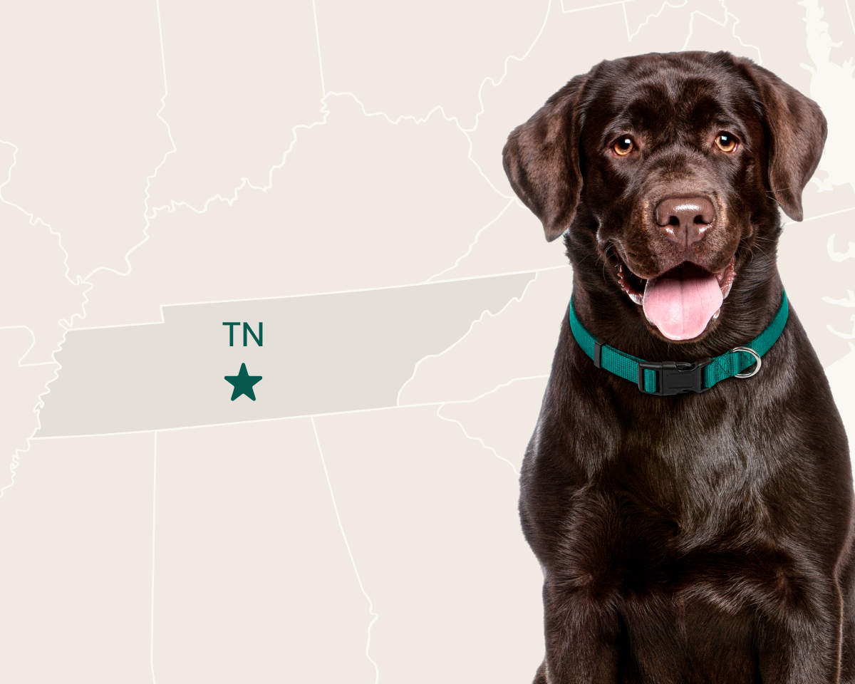 Labrador Retriever - Most popular breed in Tennessee